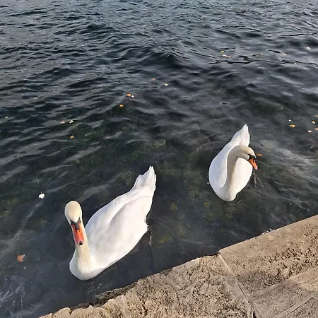 Retro Chic 公寓 阿尔戈斯托利翁